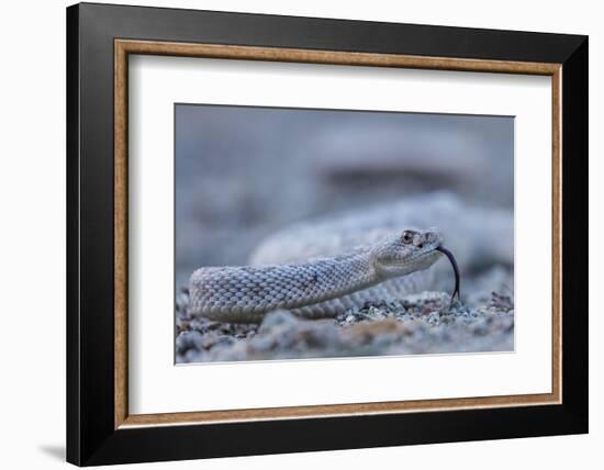 Ash Colored Morph of the Endemic Rattleless Rattlesnake (Crotalus Catalinensis)-Michael Nolan-Framed Photographic Print