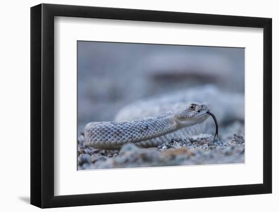 Ash Colored Morph of the Endemic Rattleless Rattlesnake (Crotalus Catalinensis)-Michael Nolan-Framed Photographic Print