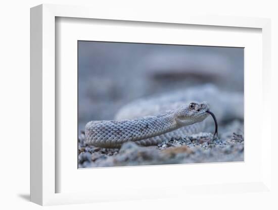 Ash Colored Morph of the Endemic Rattleless Rattlesnake (Crotalus Catalinensis)-Michael Nolan-Framed Photographic Print