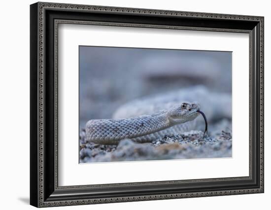 Ash Colored Morph of the Endemic Rattleless Rattlesnake (Crotalus Catalinensis)-Michael Nolan-Framed Photographic Print