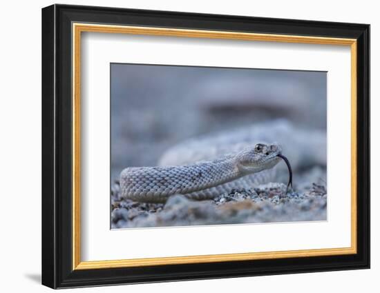 Ash Colored Morph of the Endemic Rattleless Rattlesnake (Crotalus Catalinensis)-Michael Nolan-Framed Photographic Print