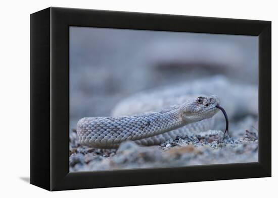 Ash Colored Morph of the Endemic Rattleless Rattlesnake (Crotalus Catalinensis)-Michael Nolan-Framed Premier Image Canvas