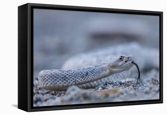 Ash Colored Morph of the Endemic Rattleless Rattlesnake (Crotalus Catalinensis)-Michael Nolan-Framed Premier Image Canvas