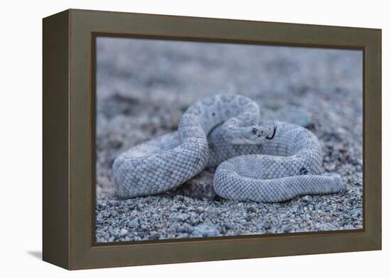 Ash Colored Morph of the Endemic Rattleless Rattlesnake (Crotalus Catalinensis)-Michael Nolan-Framed Premier Image Canvas