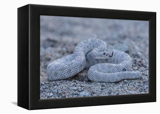 Ash Colored Morph of the Endemic Rattleless Rattlesnake (Crotalus Catalinensis)-Michael Nolan-Framed Premier Image Canvas