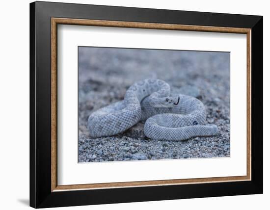 Ash Colored Morph of the Endemic Rattleless Rattlesnake (Crotalus Catalinensis)-Michael Nolan-Framed Photographic Print