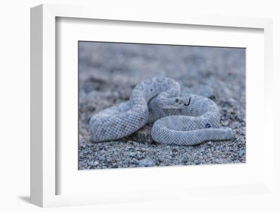 Ash Colored Morph of the Endemic Rattleless Rattlesnake (Crotalus Catalinensis)-Michael Nolan-Framed Photographic Print