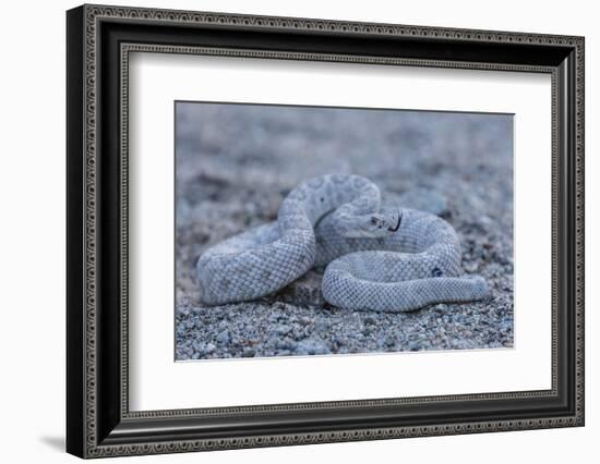 Ash Colored Morph of the Endemic Rattleless Rattlesnake (Crotalus Catalinensis)-Michael Nolan-Framed Photographic Print