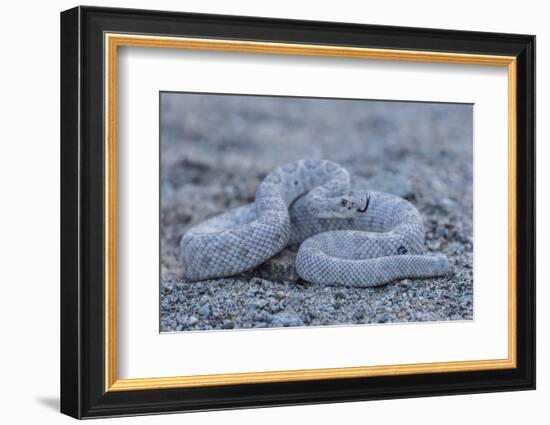 Ash Colored Morph of the Endemic Rattleless Rattlesnake (Crotalus Catalinensis)-Michael Nolan-Framed Photographic Print