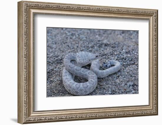 Ash Colored Morph of the Endemic Rattleless Rattlesnake (Crotalus Catalinensis)-Michael Nolan-Framed Photographic Print