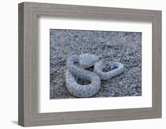 Ash Colored Morph of the Endemic Rattleless Rattlesnake (Crotalus Catalinensis)-Michael Nolan-Framed Photographic Print