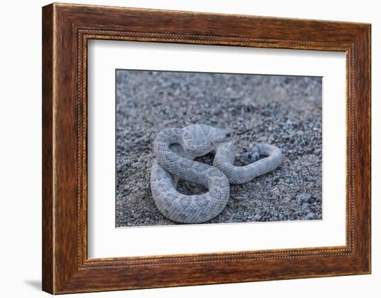 Ash Colored Morph of the Endemic Rattleless Rattlesnake (Crotalus Catalinensis)-Michael Nolan-Framed Photographic Print