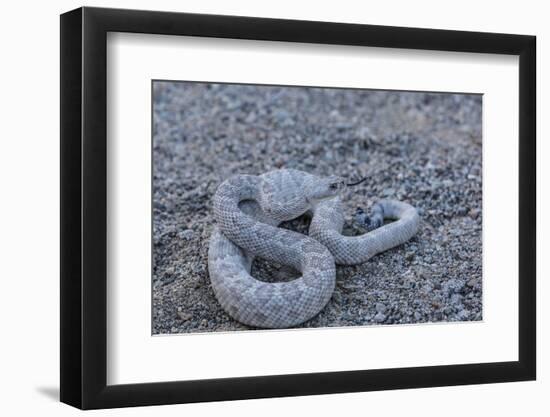 Ash Colored Morph of the Endemic Rattleless Rattlesnake (Crotalus Catalinensis)-Michael Nolan-Framed Photographic Print