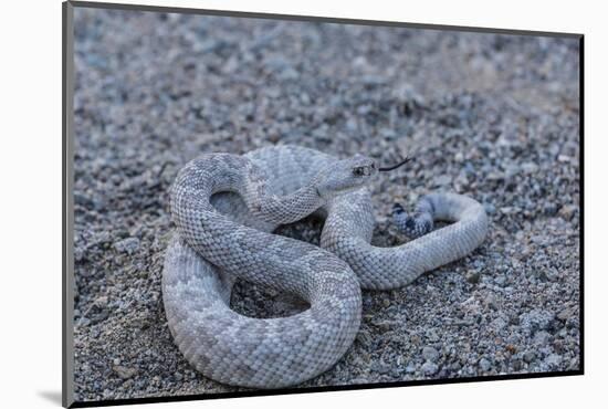 Ash Colored Morph of the Endemic Rattleless Rattlesnake (Crotalus Catalinensis)-Michael Nolan-Mounted Photographic Print