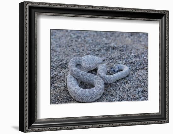 Ash Colored Morph of the Endemic Rattleless Rattlesnake (Crotalus Catalinensis)-Michael Nolan-Framed Photographic Print