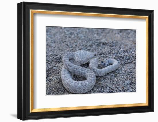 Ash Colored Morph of the Endemic Rattleless Rattlesnake (Crotalus Catalinensis)-Michael Nolan-Framed Photographic Print