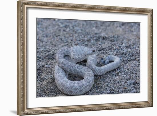 Ash Colored Morph of the Endemic Rattleless Rattlesnake (Crotalus Catalinensis)-Michael Nolan-Framed Photographic Print