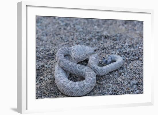 Ash Colored Morph of the Endemic Rattleless Rattlesnake (Crotalus Catalinensis)-Michael Nolan-Framed Photographic Print