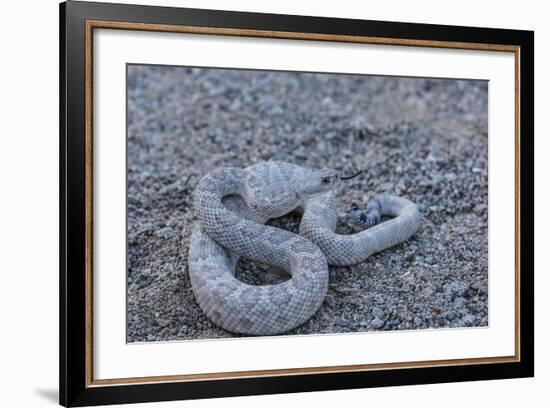 Ash Colored Morph of the Endemic Rattleless Rattlesnake (Crotalus Catalinensis)-Michael Nolan-Framed Photographic Print