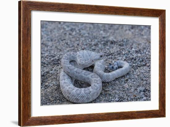 Ash Colored Morph of the Endemic Rattleless Rattlesnake (Crotalus Catalinensis)-Michael Nolan-Framed Photographic Print