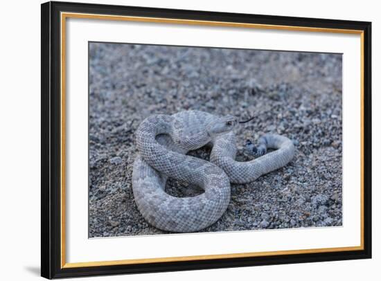 Ash Colored Morph of the Endemic Rattleless Rattlesnake (Crotalus Catalinensis)-Michael Nolan-Framed Photographic Print