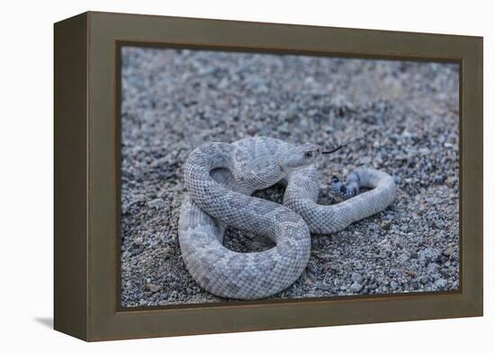 Ash Colored Morph of the Endemic Rattleless Rattlesnake (Crotalus Catalinensis)-Michael Nolan-Framed Premier Image Canvas