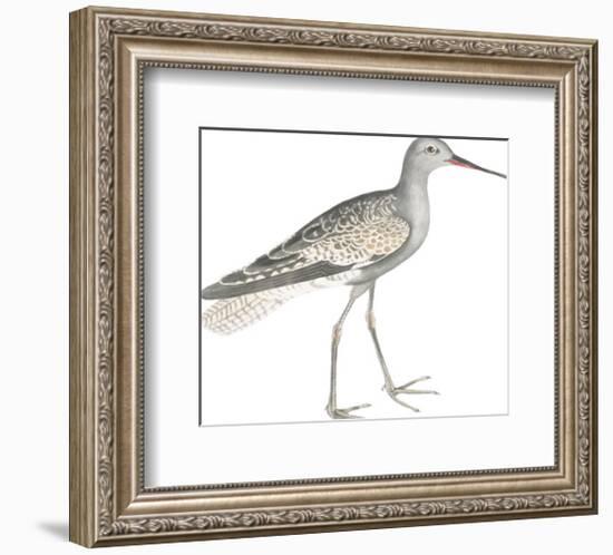 Ash Headed Snipe-Maria Mendez-Framed Giclee Print