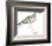 Ash Headed Snipe-Maria Mendez-Framed Giclee Print