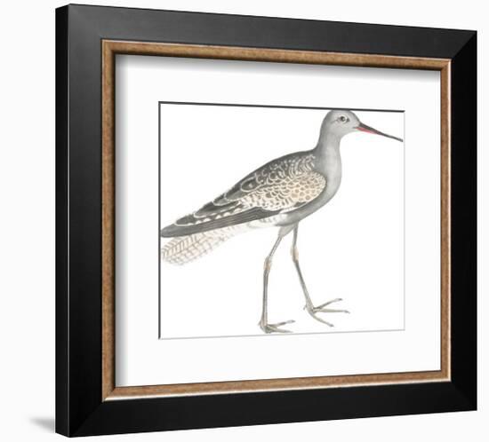 Ash Headed Snipe-Maria Mendez-Framed Giclee Print