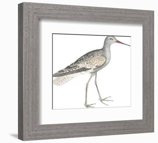 Ash Headed Snipe-Maria Mendez-Framed Giclee Print