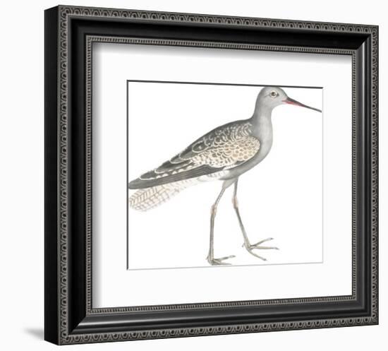 Ash Headed Snipe-Maria Mendez-Framed Giclee Print