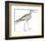 Ash Headed Snipe-Maria Mendez-Framed Giclee Print