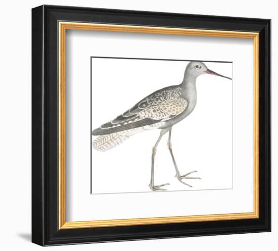 Ash Headed Snipe-Maria Mendez-Framed Giclee Print