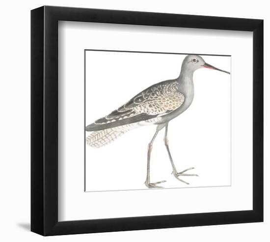 Ash Headed Snipe-Maria Mendez-Framed Giclee Print