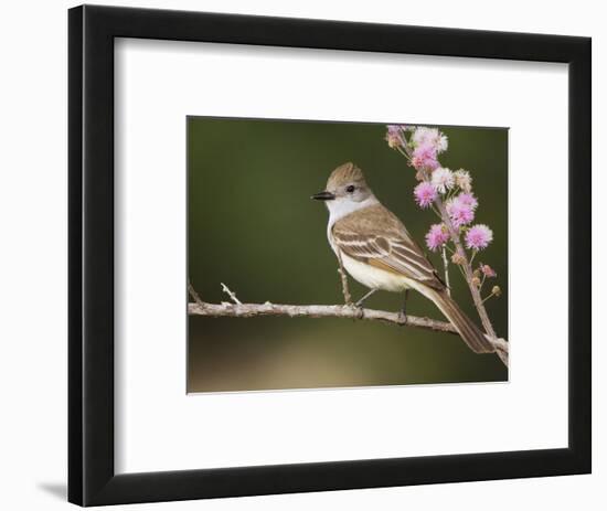 Ash-Throated Flycatcher, Uvalde County, Hill Country, Texas, USA-Rolf Nussbaumer-Framed Photographic Print