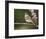 Ash-Throated Flycatcher, Uvalde County, Hill Country, Texas, USA-Rolf Nussbaumer-Framed Photographic Print