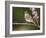 Ash-Throated Flycatcher, Uvalde County, Hill Country, Texas, USA-Rolf Nussbaumer-Framed Photographic Print