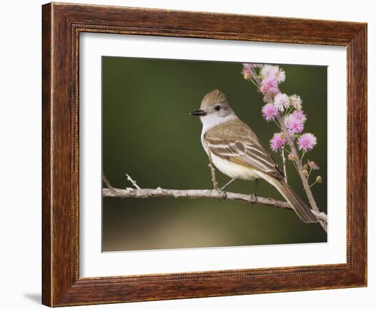 Ash-Throated Flycatcher, Uvalde County, Hill Country, Texas, USA-Rolf Nussbaumer-Framed Photographic Print