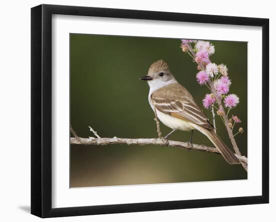 Ash-Throated Flycatcher, Uvalde County, Hill Country, Texas, USA-Rolf Nussbaumer-Framed Photographic Print