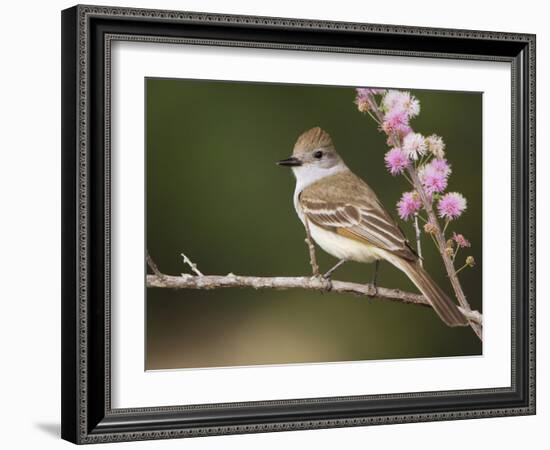 Ash-Throated Flycatcher, Uvalde County, Hill Country, Texas, USA-Rolf Nussbaumer-Framed Photographic Print