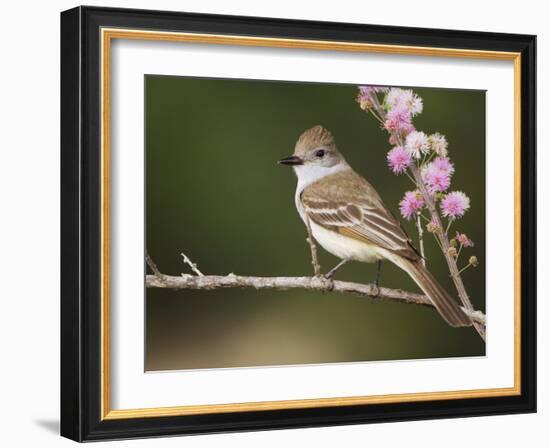 Ash-Throated Flycatcher, Uvalde County, Hill Country, Texas, USA-Rolf Nussbaumer-Framed Photographic Print