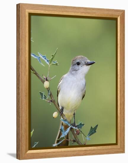 Ash-Throated Flycatcher, Uvalde County, Hill Country, Texas, USA-Rolf Nussbaumer-Framed Premier Image Canvas