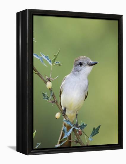 Ash-Throated Flycatcher, Uvalde County, Hill Country, Texas, USA-Rolf Nussbaumer-Framed Premier Image Canvas