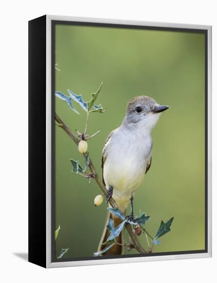 Ash-Throated Flycatcher, Uvalde County, Hill Country, Texas, USA-Rolf Nussbaumer-Framed Premier Image Canvas