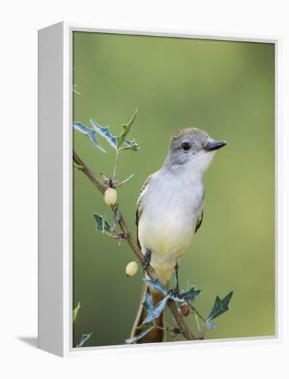 Ash-Throated Flycatcher, Uvalde County, Hill Country, Texas, USA-Rolf Nussbaumer-Framed Premier Image Canvas