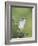 Ash-Throated Flycatcher, Uvalde County, Hill Country, Texas, USA-Rolf Nussbaumer-Framed Photographic Print