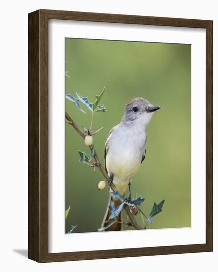 Ash-Throated Flycatcher, Uvalde County, Hill Country, Texas, USA-Rolf Nussbaumer-Framed Photographic Print