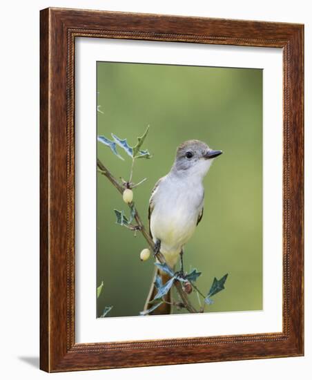 Ash-Throated Flycatcher, Uvalde County, Hill Country, Texas, USA-Rolf Nussbaumer-Framed Photographic Print