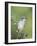 Ash-Throated Flycatcher, Uvalde County, Hill Country, Texas, USA-Rolf Nussbaumer-Framed Photographic Print