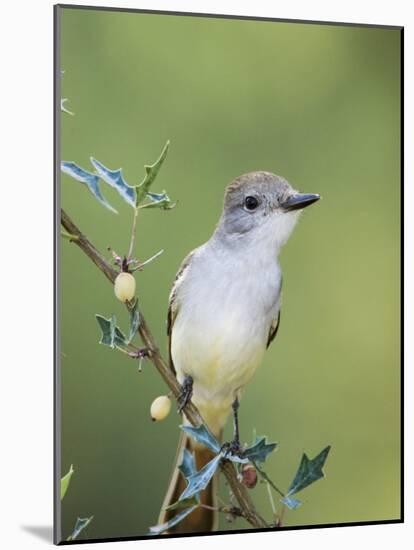 Ash-Throated Flycatcher, Uvalde County, Hill Country, Texas, USA-Rolf Nussbaumer-Mounted Photographic Print